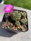 Preview: Sulcorebutia mojocoensis